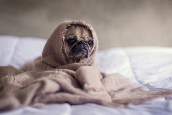 Cute little dog on mattress with duvet around its head
