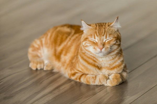 Cute ginger cat sitting down on the floor with its paws tucked in and its eyes squeezed shut.